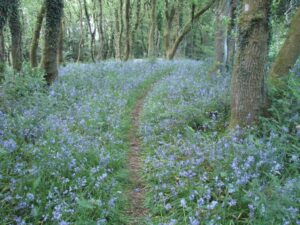 Bluebell forest